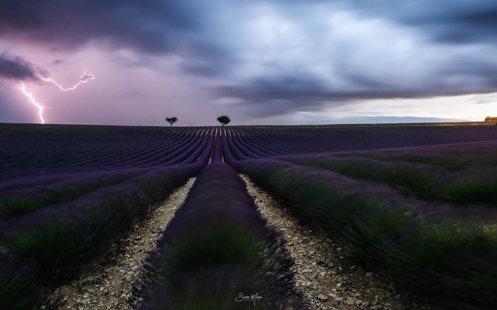 Lightning at the lavender fields