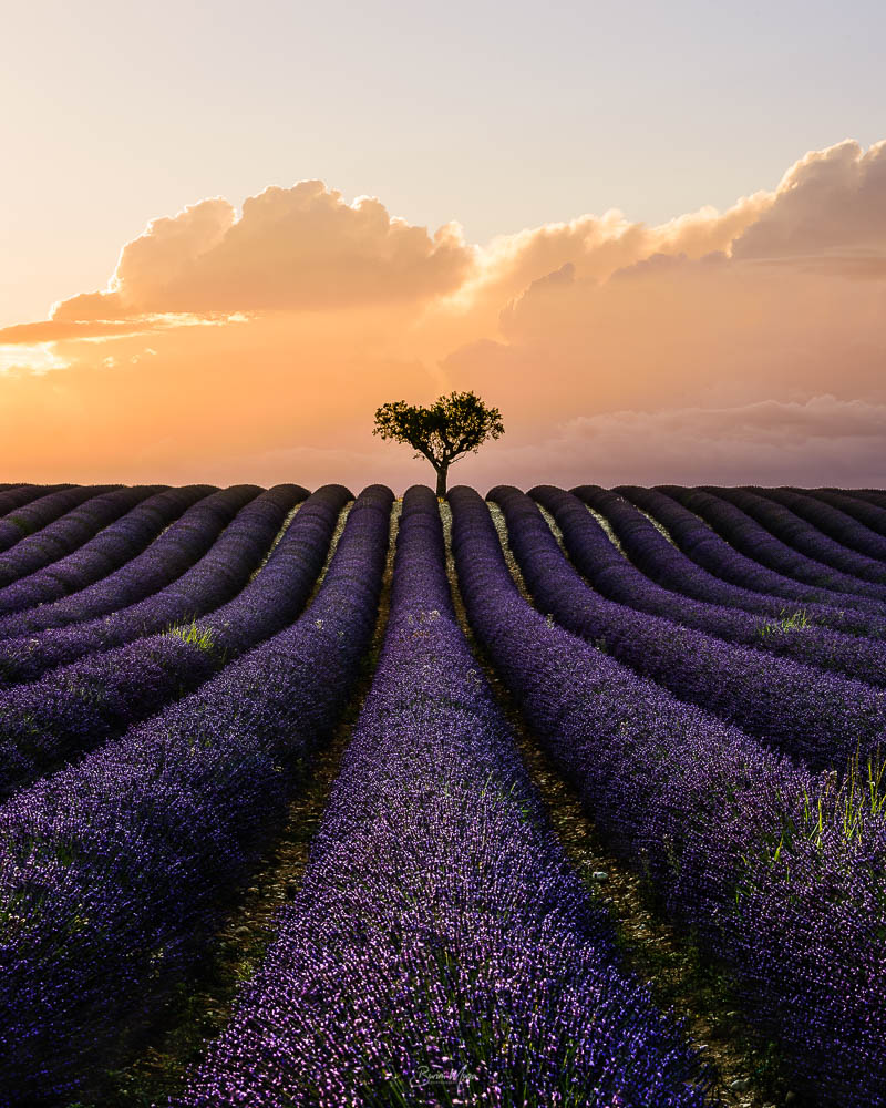 Lavender tree